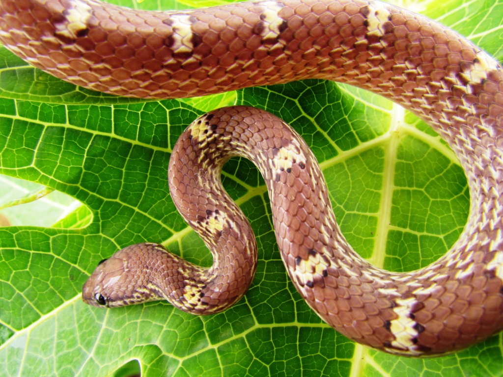 Animal Snapshot Season of Snakes Rain is the cue