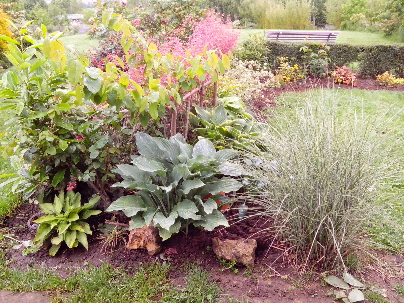 Ma Planete Jardin Le Chevrefeuille D Hiver Exhale Son Parfum Puissant