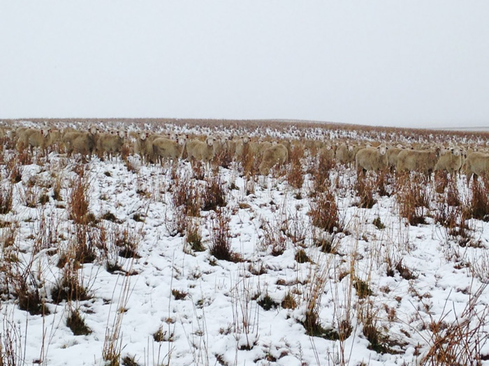 Look closer! - There Are 550 Sheep In This Pic. Can You Find Them? Look closer! - There Are 550 Sheep In This Pic. Can You Find Them?