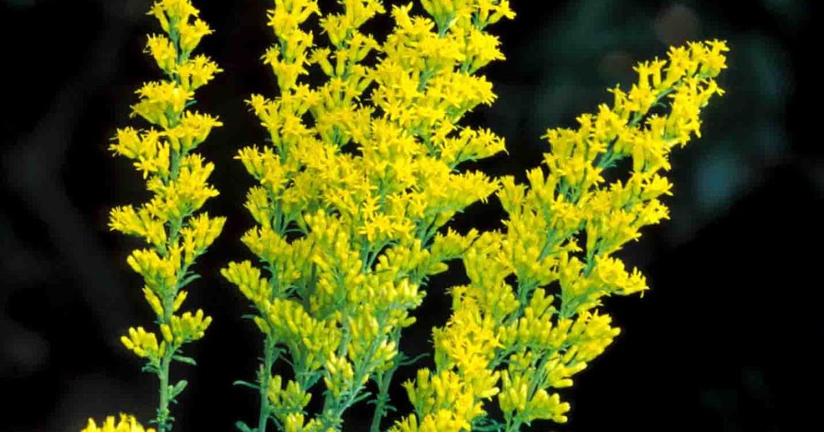 Kentucky Native Plant and Wildlife Plant of the Week Gray Goldenrod (Solidago nemoralis)