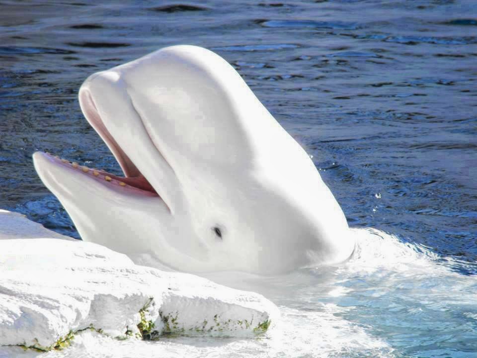 Funny animals of the week - 28 March 2014 (40 pics), happy beluga whale