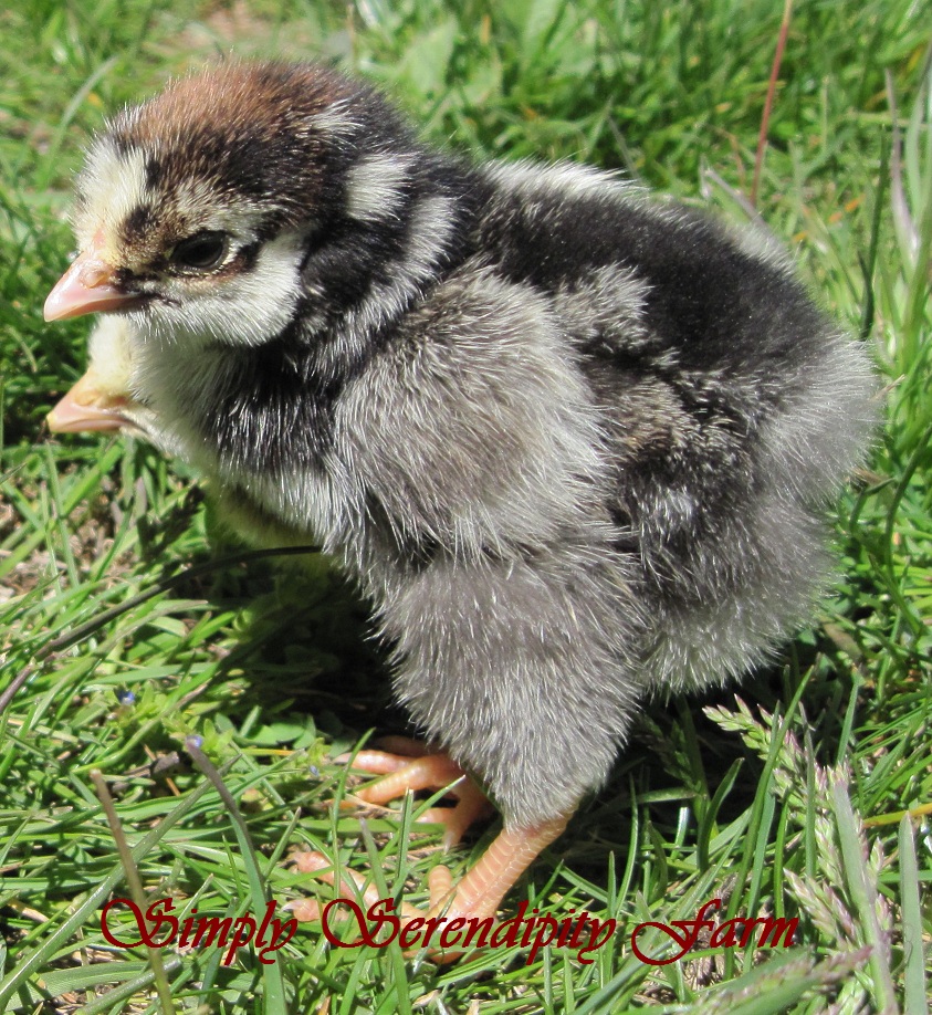 simple farm girl Silver Laced Wyandottes