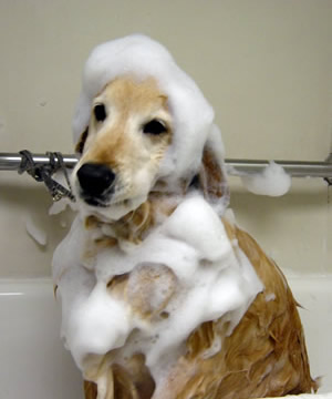 golden retriever bath to da loos bathing pooches golden retriever bath to da loos bathing pooches
