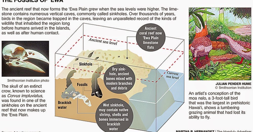 Ewa Hawaii Karst Oahu's Ewa Plain Karst Sinkholes And Caves Yield Extinct Bird Fossils