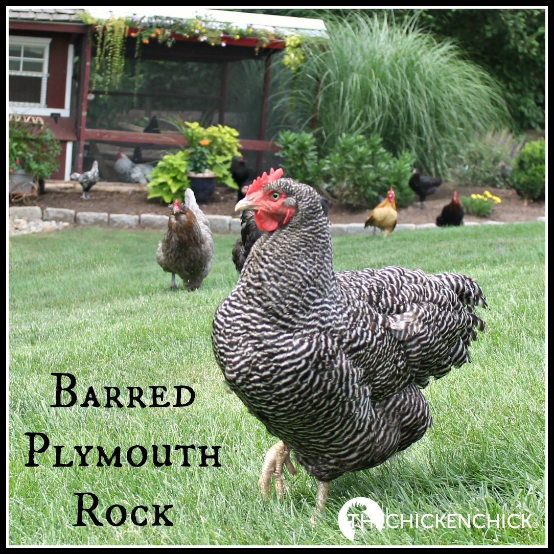 The Chicken Chick® Illustrated Glossary of Essential Chicken Terms