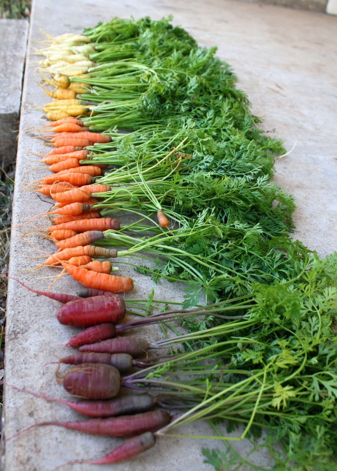 Having Fun at Home A Rainbow of Carrots