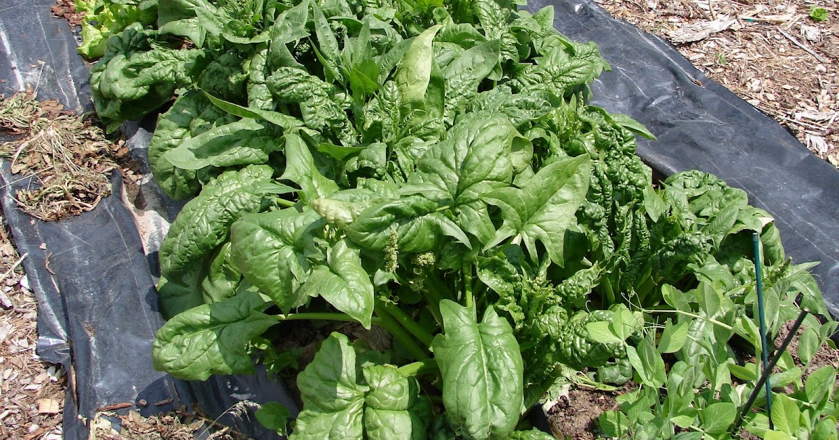New Utah Gardener Planting Spinach In The Fall In Utah