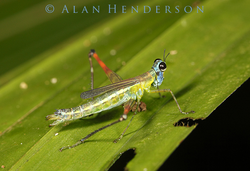Minibeast Wildlife - Rainforest Encounters: Costa Rica - Day 2-3