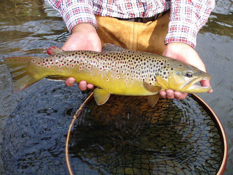 Brown Trout (Fish used in my collection)