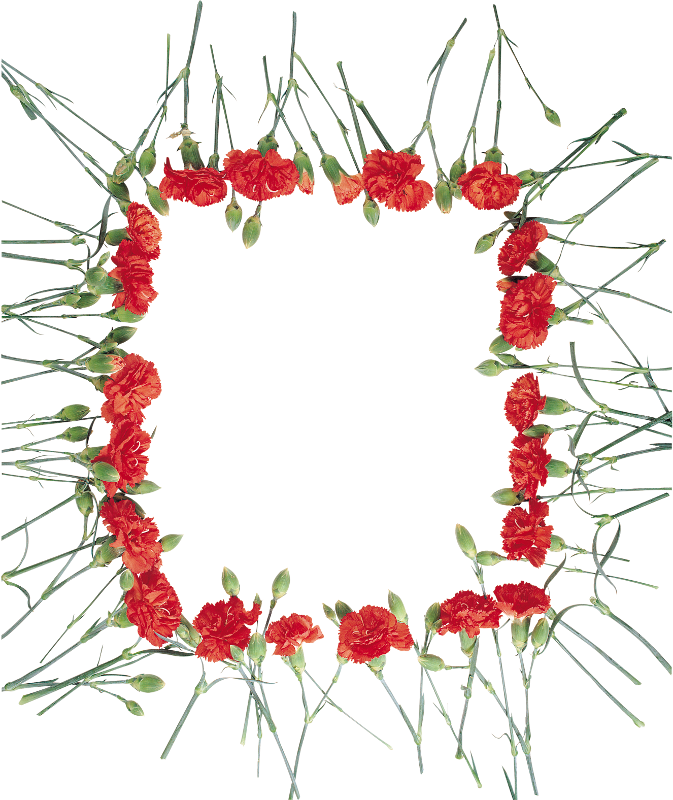carnations frames