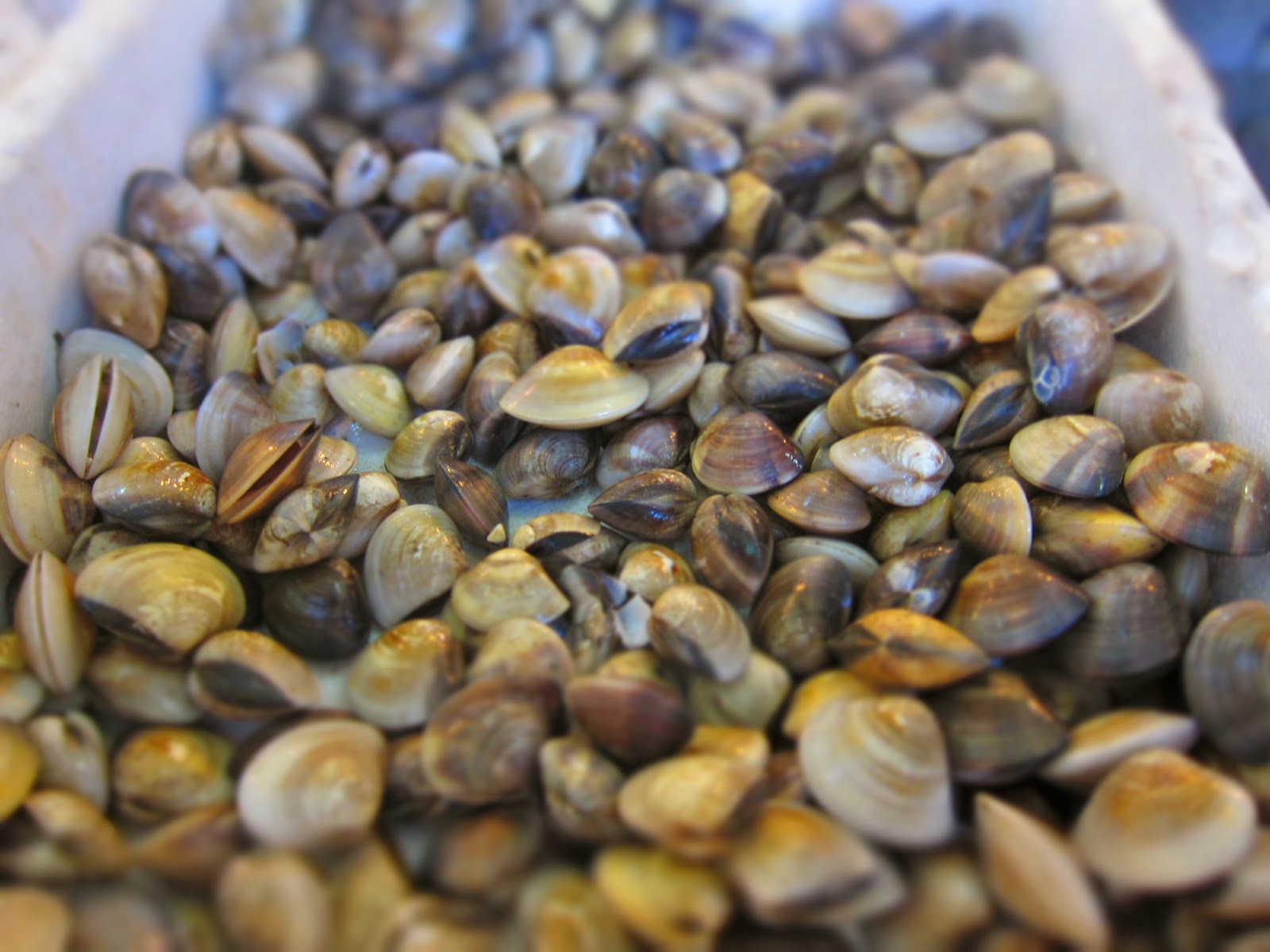 Foodmanna Clam with XO sauce