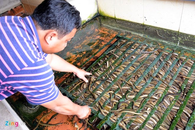 Kiếm 300 triệu/tháng nhờ nuôi lươn không bùn ở Sài Gòn (Ảnh)