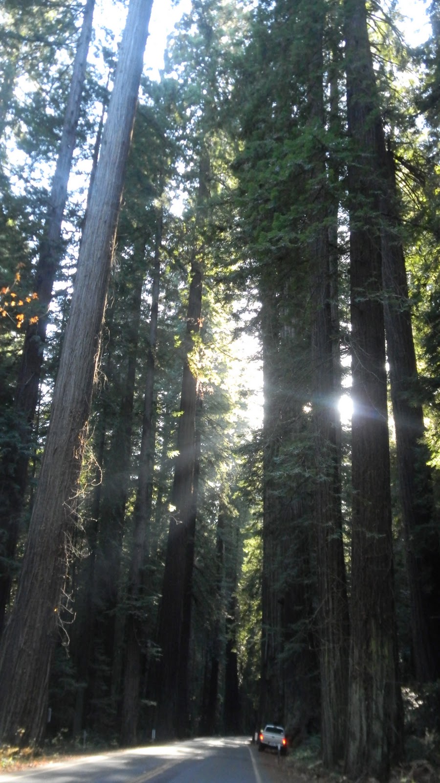 Avenue Of The Giants Auto Tour Avenue Of The Giants Auto Tour