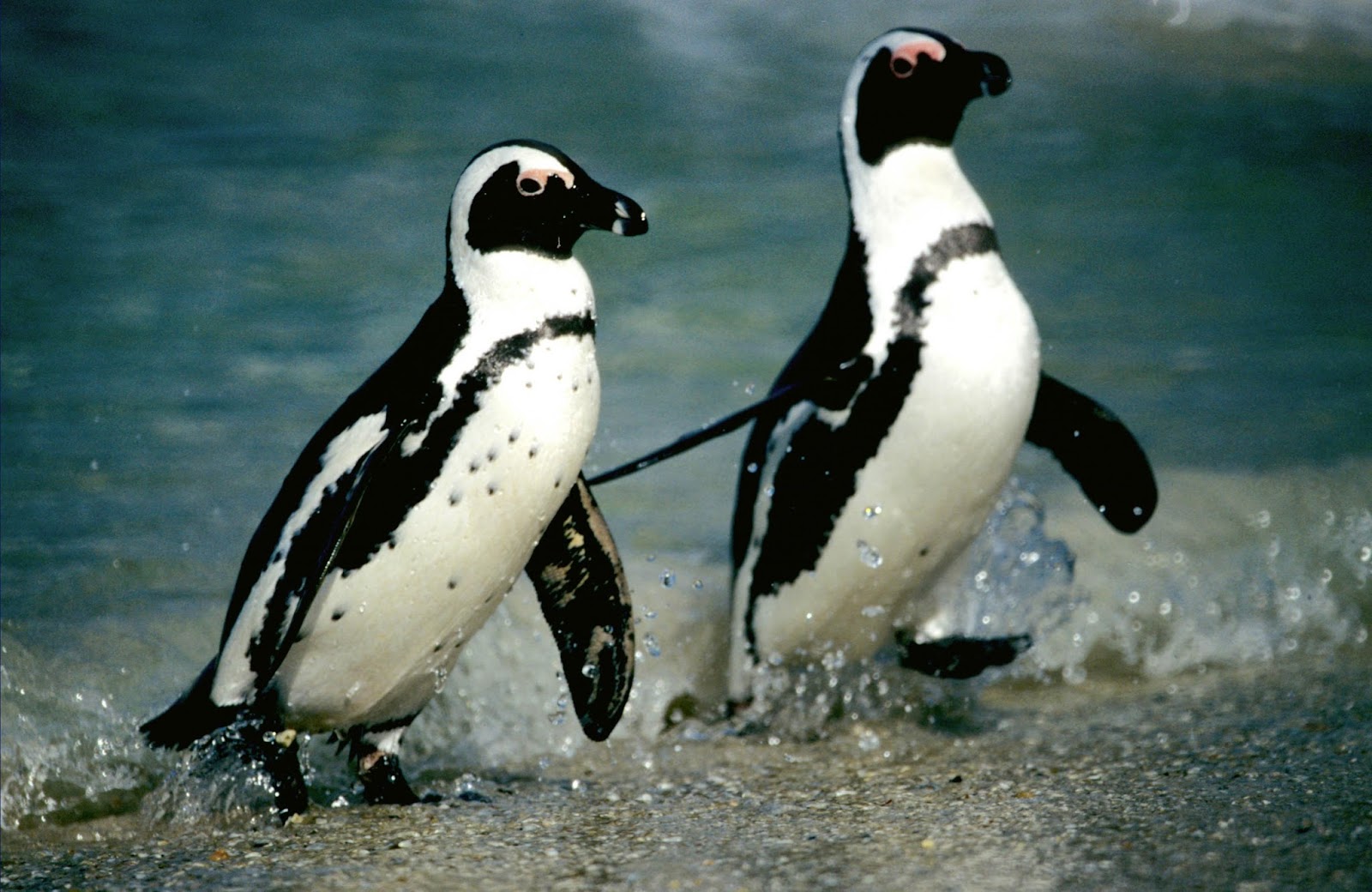 Coconuss Network: Should Gay, Endangered Penguins Be Forced to Mate? By