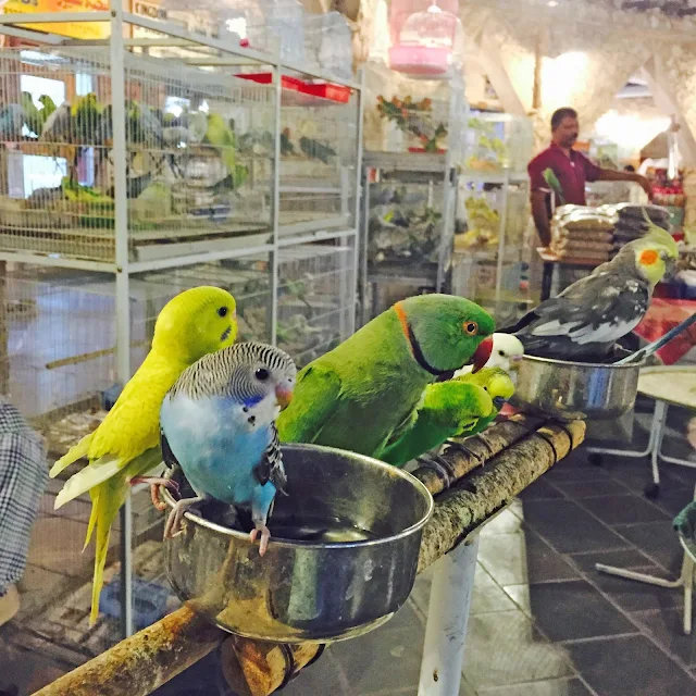 Birds and parrots at Souq Waqif in Doha Qatar