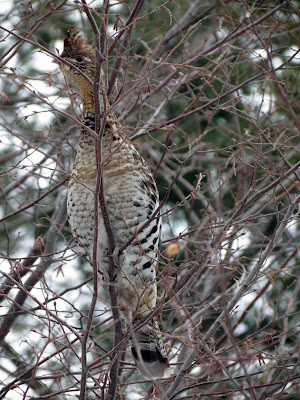 Ruffed Grouse (female) - Lemoine Point CA, Kingston, Ontario, Canada