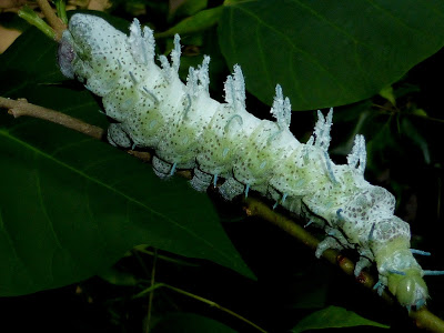 Attacus atlas caterpillar Attacus atlas caterpillar