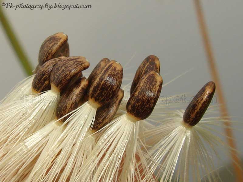 Milk Thistle Seeds Nature, Cultural, and Travel Photography Blog