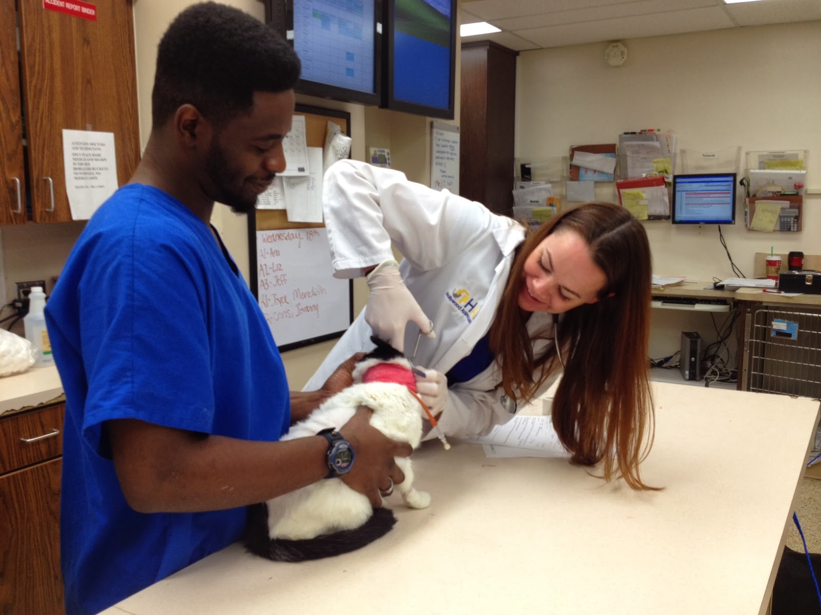 VCA Hollywood Animal Hospital January Patient of the Month Patches!!!!