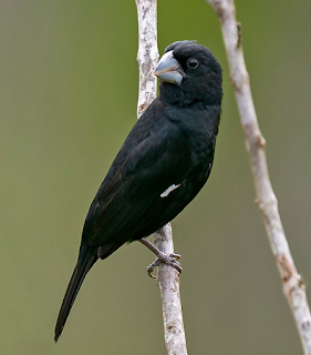 Suara burung towa-towa/twa-twa Suara burung towa-towa/twa-twa song