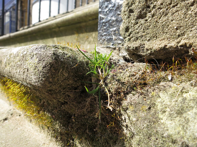 A small clump of wild grass growing at the edge of stone steps to building.