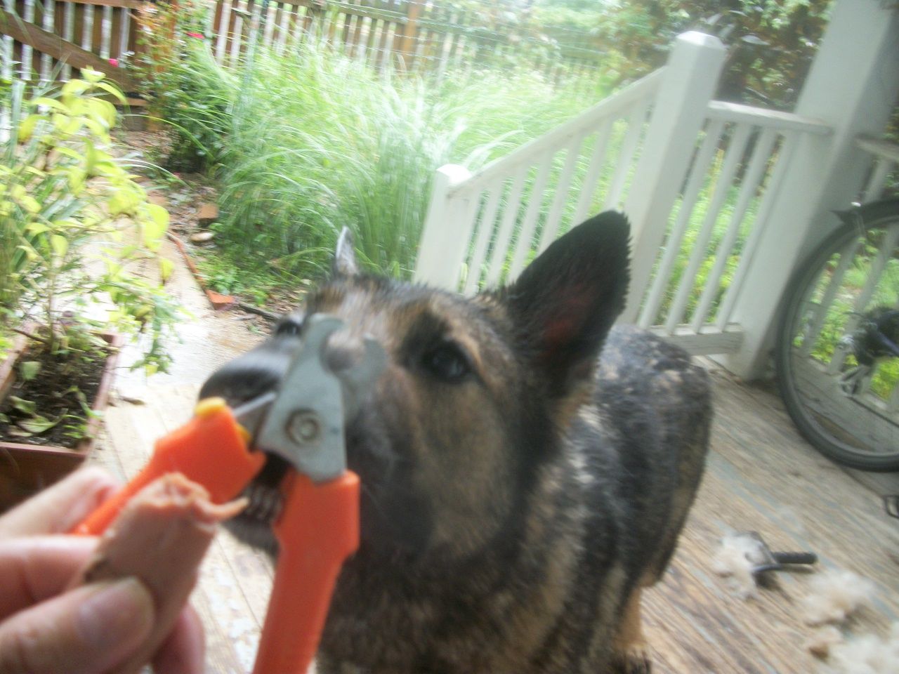german shepherd nail clippers