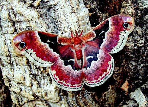 Beautiful Moth