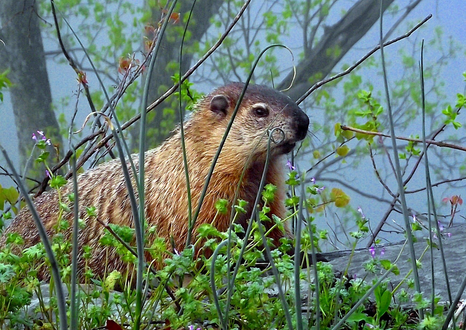 Kentucky Department of Parks Combined Blogsite for Park Interpreters
