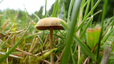 tiny toadstool in the grass