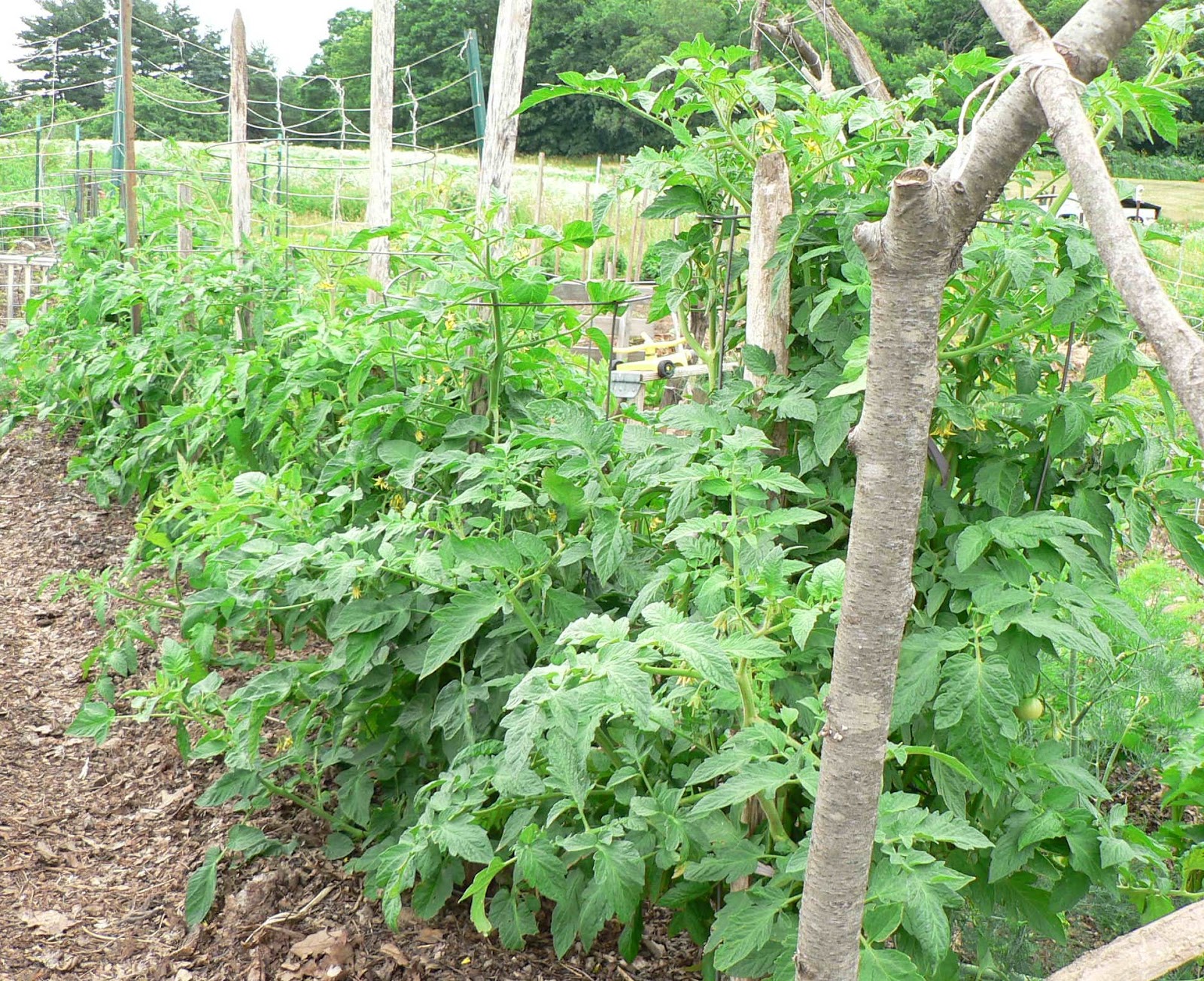 Visit My Garden Growing Tomatoes with Kozy Coats