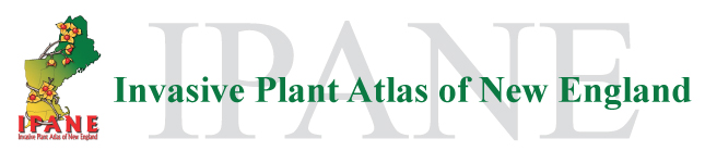Invasive Plant Atlas of New England