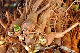 Cordyceps Plus Capsule Green world Cordyceps Plus Capsule Green world
