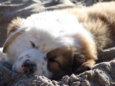 australian shepherd golden retriever mix temperament goldens retrievers australian shepherd golden retriever mix australian shepherd golden retriever mix temperament goldens retrievers australian shepherd golden retriever mix