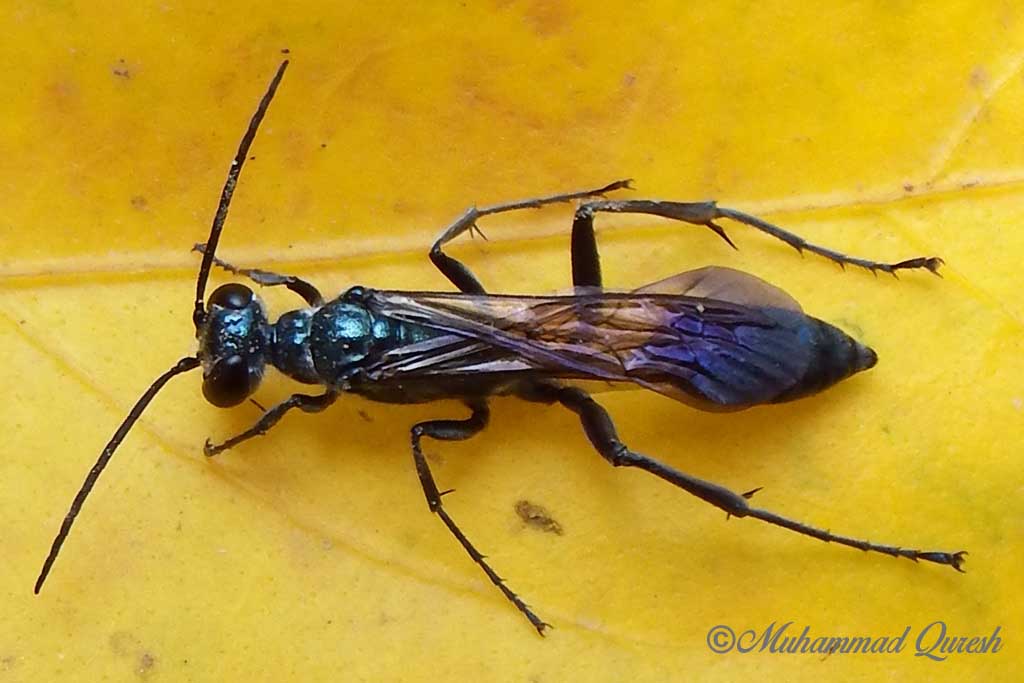 Blue Mud Dauber Wasp Nature, Cultural, and Travel Photography Blog