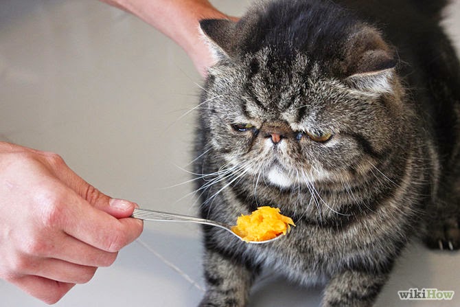 Лечение запора у кота в домашних условиях Лечение запора у кота в домашних условиях