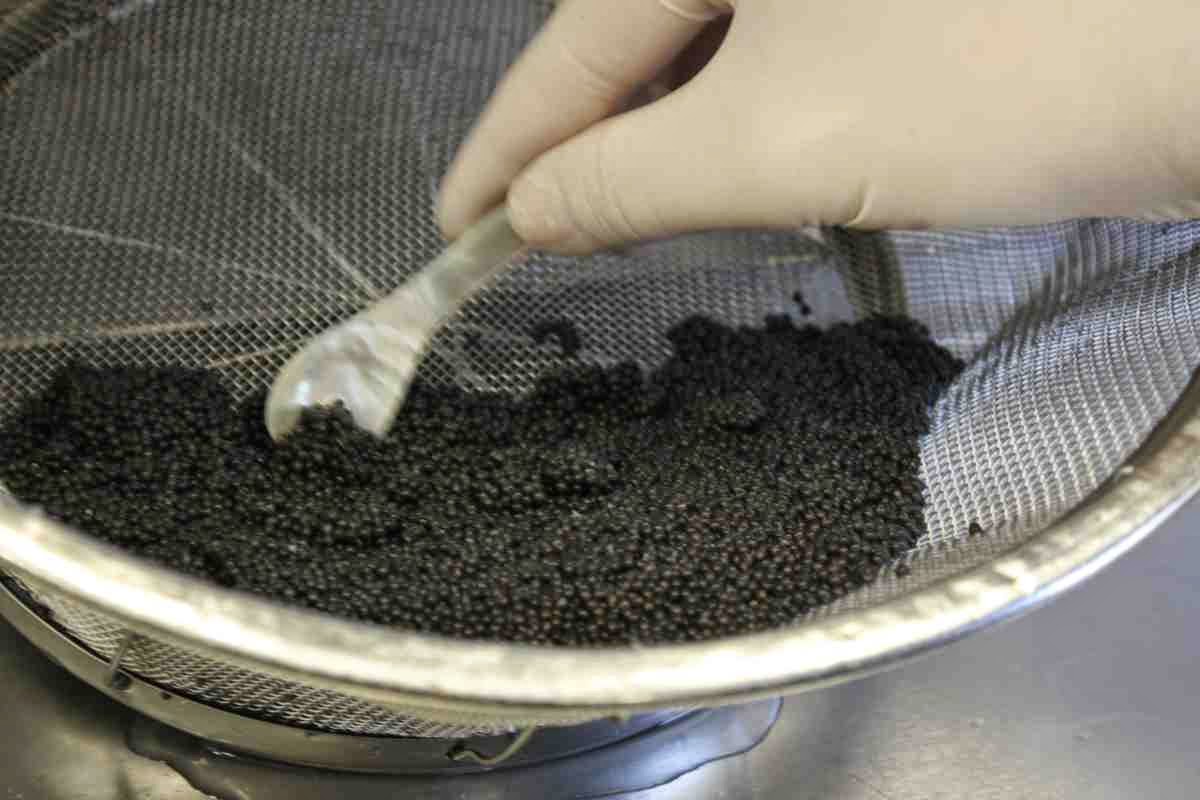 Wir füllen frischen Kaviar in Döschen 