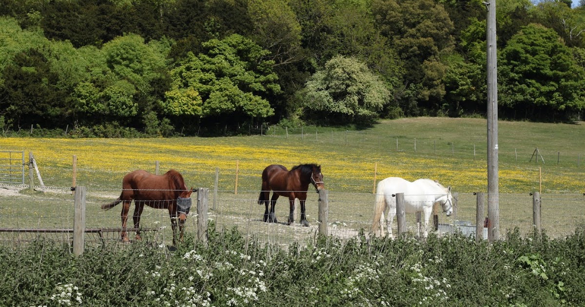 Trev's photo blog A run round Boxley Village in the sun shine