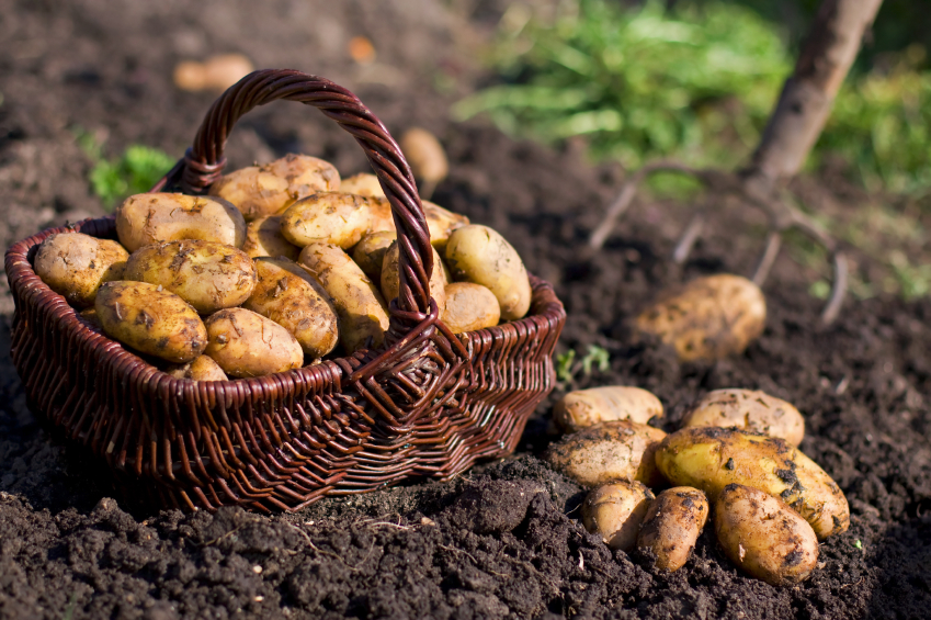 how to grow potatoes the garden of eaden how to grow potatoes the garden of eaden
