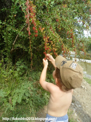 барбарис красный