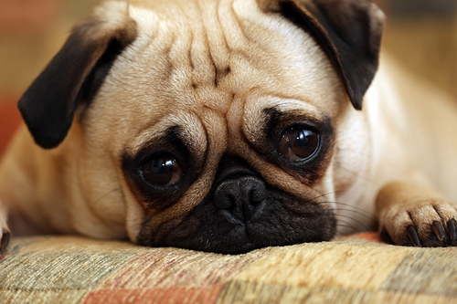 the Human Centipede II, human centipede dog. the Human Centipede II,