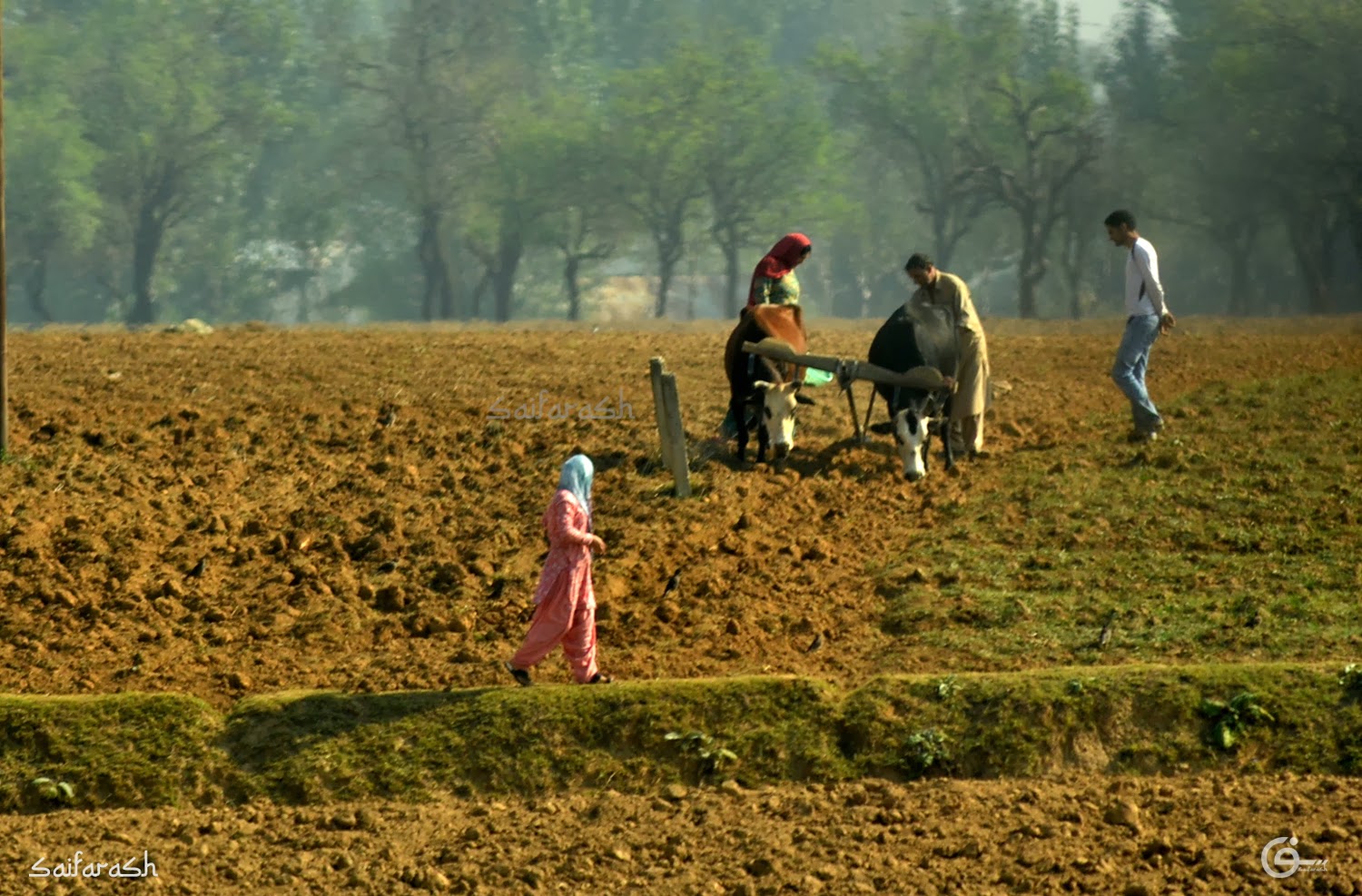 Saif Arash Photography Saffron field Kashmir