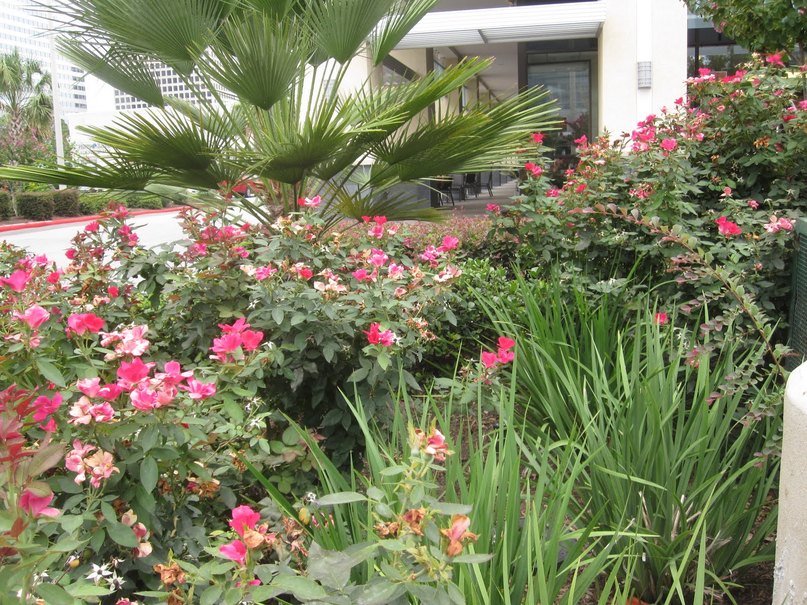 The OtHeR HoUsToN BUNGALOW & COTTAGE GARDEN FLOWERS FOR HOUSTON & THE