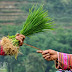 Hoang Su Phi, saison de culture de riz 
