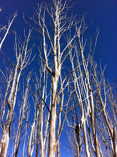Dead trees line the last few kilometres of Lake Montain