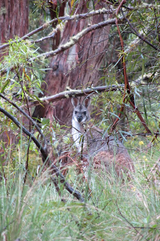 Wild Common Wallaroo
