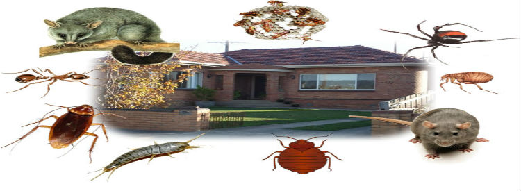 Pest Control For Home