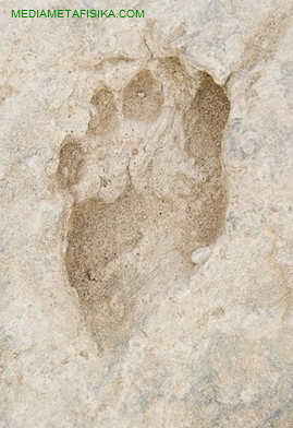 Seberapa Lama Homo Sapiens Hidup di Bumi? Seberapa Lama Homo Sapiens Hidup di Bumi?