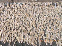 "Mandli Fish" being dried in Arnala fishing village .