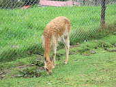 La Vicuña