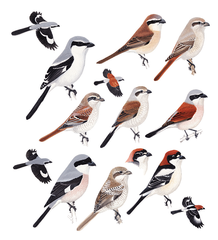 Types of mouth parts **All About Insect** Pinterest